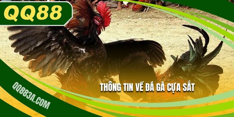 Giới thiệu đá gà cựa sắt QQ88