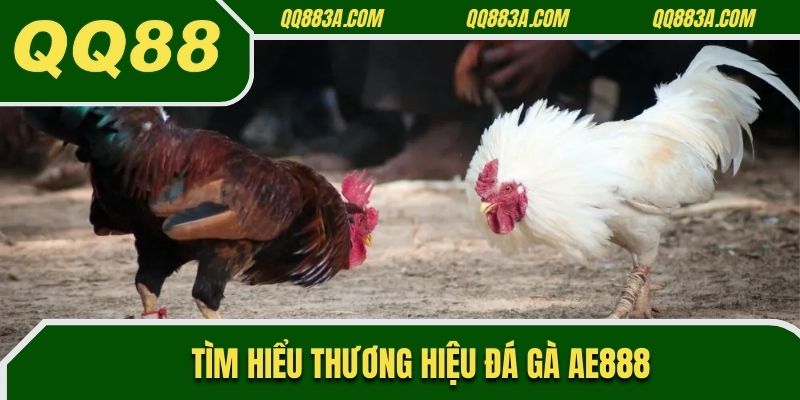 Tìm hiểu về thương hiệu đá gà AE888 danh tiếng